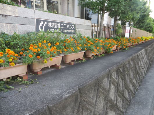 花植え替え_202308_1