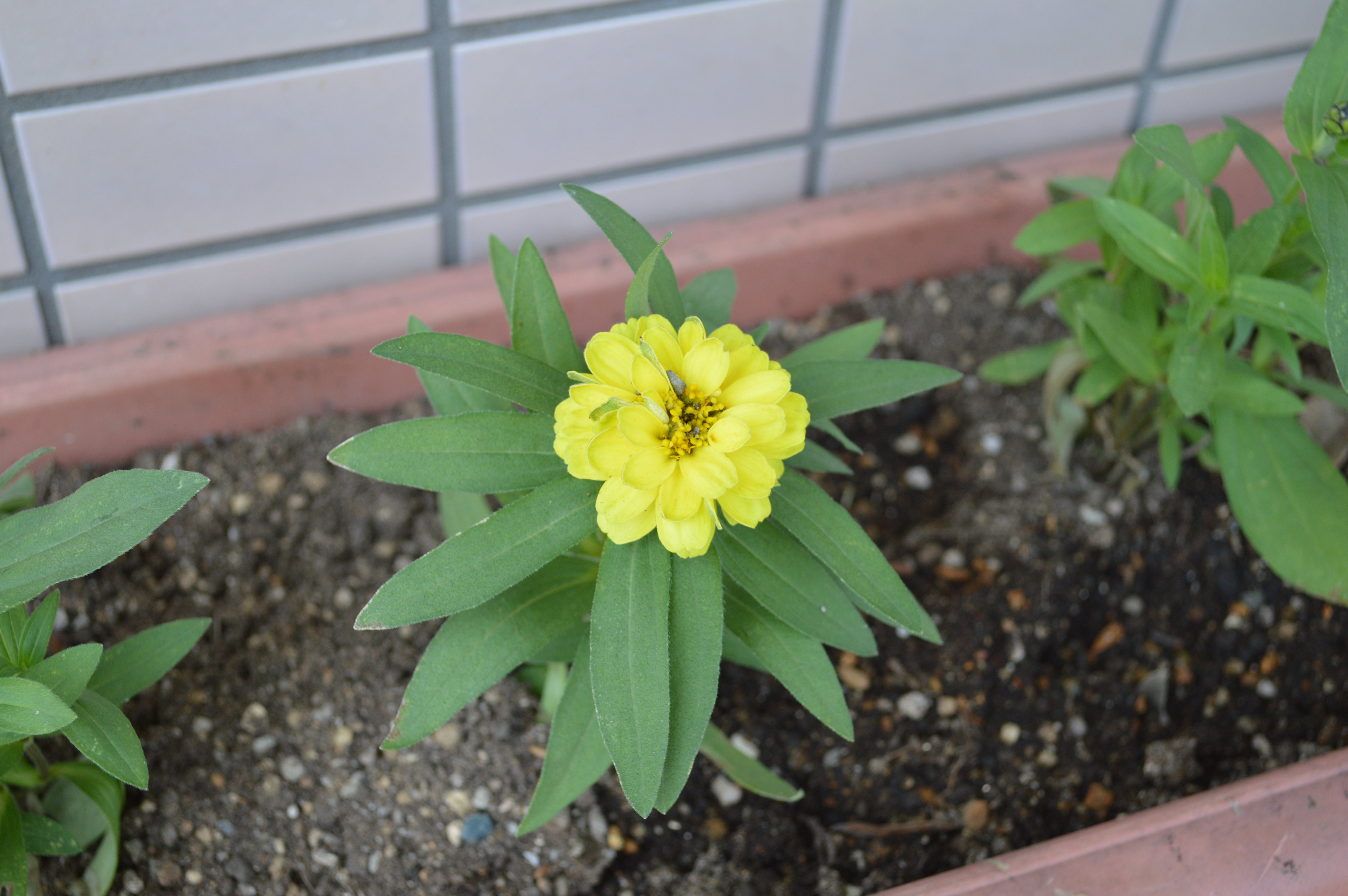 花の植え替えを行いました こさい花いっぱい運動